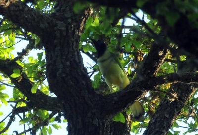 330cooks_020greenjay.jpg