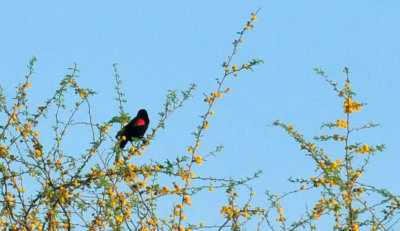 330cooks_043redwing.jpg