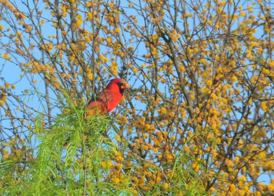 330cooks_057cardinalhuisache.jpg