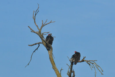 330cooks_061turkeyvulture.jpg