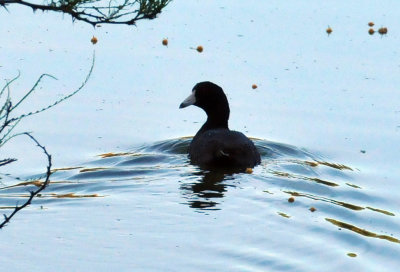 330cooks_085coot.jpg