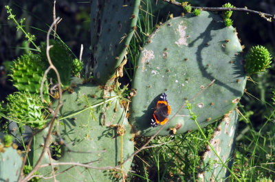 330cooks_100redadmiral.jpg