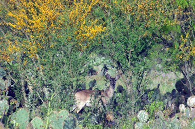 330cooks_106deer.jpg