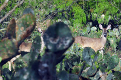 330cooks_108deer.jpg