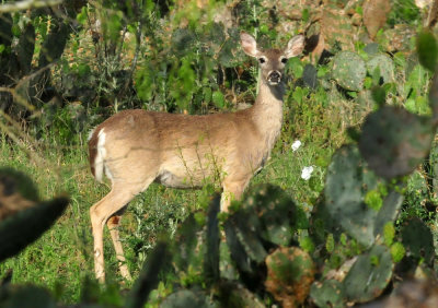 330cooks_110deer.jpg