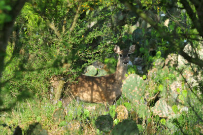 330cooks_114deer.jpg