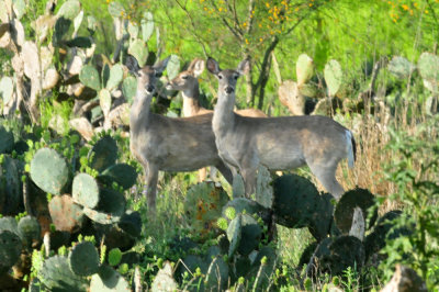 330cooks_119deer.jpg