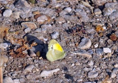 330cooks_120daintysulphur.jpg