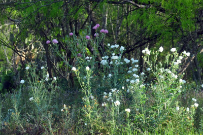 330cooks_126pricklypoppies.jpg