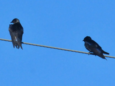 330cooks_147purplemartin.jpg