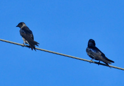 330cooks_153purplemartins.jpg