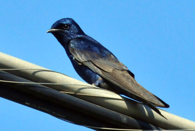 330cooks_167purplemartin.jpg
