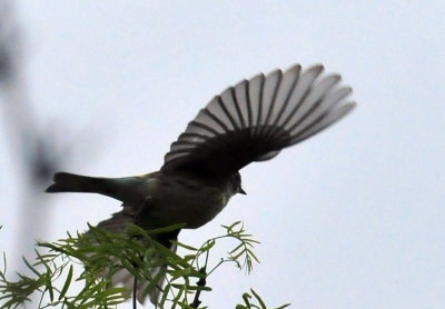 41cooks_006warbler.jpg