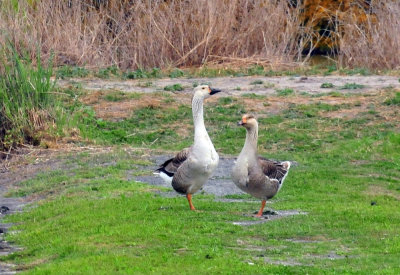 41cooks_012geese.jpg