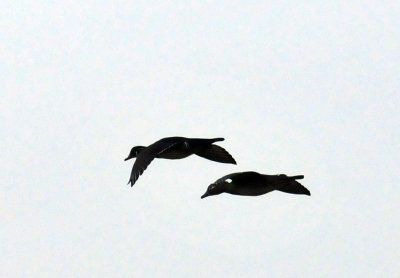 41cooks_026woodducks.jpg