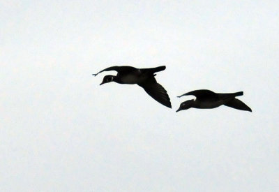 41cooks_028woodducks.jpg
