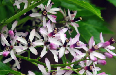 41cooks_040chinaberry.jpg