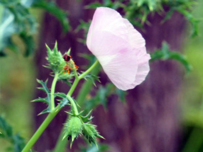 41cooks_043pricklypoppy.jpg