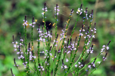 41cooks_045flora.jpg