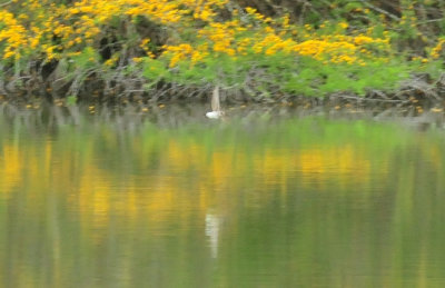 41cooks_076swallow.jpg