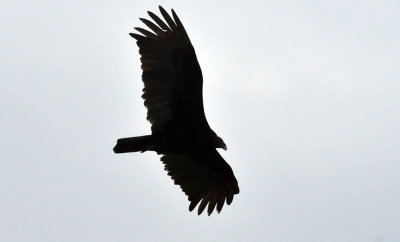 41cooks_080turkeyvulture.jpg