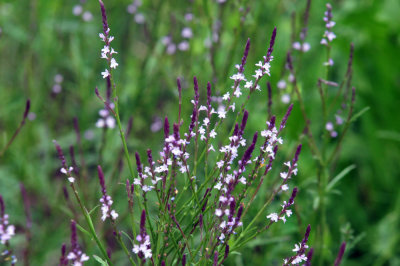 41cooks_085flora.jpg