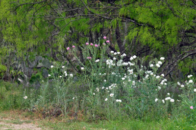 41cooks_087pricklypoppy.jpg