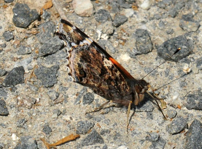 42cooks_007redadmiral.jpg