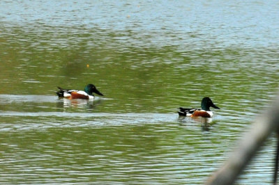 42cooks_008nshovelers.jpg