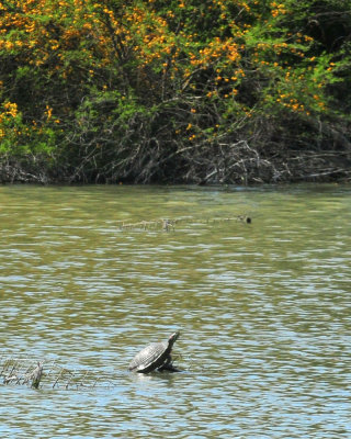 42cooks_010redearedslider.jpg