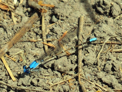 42cooks_020bluefronted_dancer.jpg