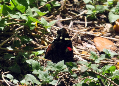 42cooks_064redadmiral.jpg