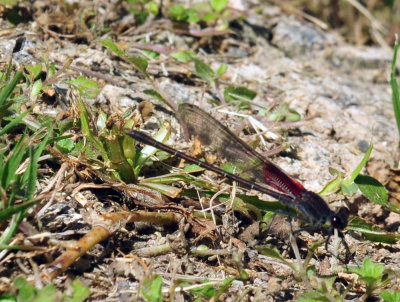 42cooks_077americanrubyspot.jpg