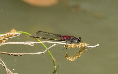 42cooks_090americanrubyspot.jpg