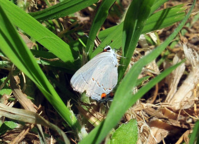 42cooks_093grayhairstreak.jpg