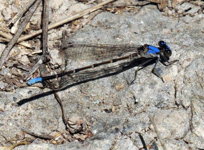 42cooks_114bluefronted.jpg