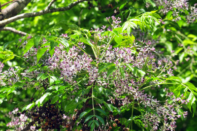 42cooks_116chinaberry.jpg