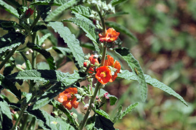 42cooks_118flora.jpg