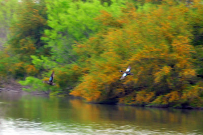 43cooks_007bluewingedteal.jpg