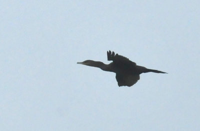 44cooks_012cormorant.jpg