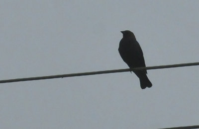 44cooks_014cowbird.jpg