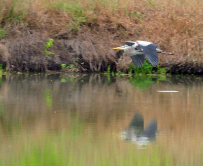 44cooks_024greatblueheron.jpg