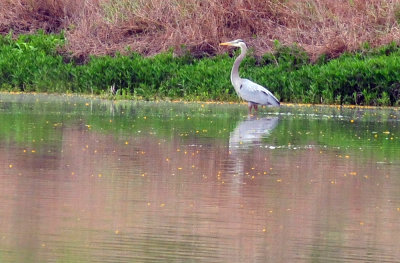 44cooks_026greatblueheron.jpg