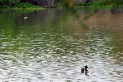 44cooks_028ducks.jpg