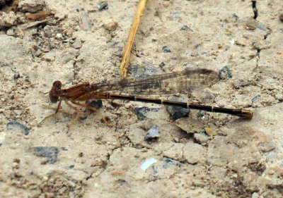 44cooks_041damsel.jpg