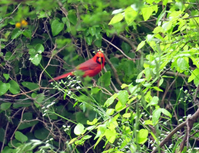 44cooks_045cardinal.jpg