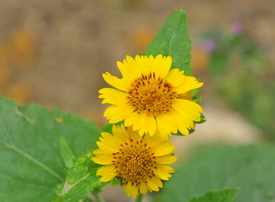 44cooks_049cowpendaisies.jpg