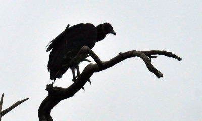 44cooks_051blackvulture.jpg