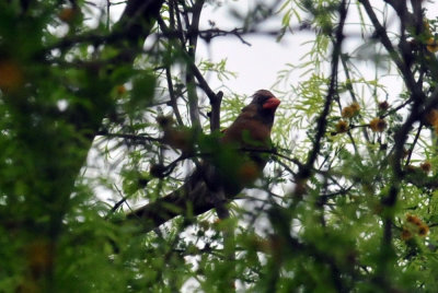 44cooks_055cardinal.jpg