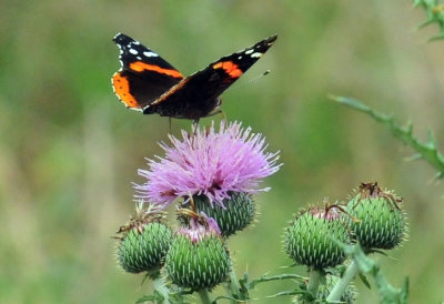 44cooks_062redadmiral.jpg